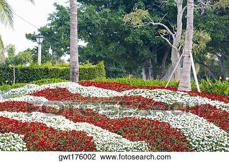 Stock Image - Flowers in a garden, Royal Poinciana Way, Palm Beach, Florida, USA. Fotosearch