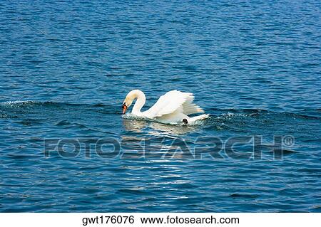Swan floating on water, Lake Lucerne, Orlando, Florida, USA View Large Photo Image Stock Photograph - Swan floating on water, Lake Lucerne, Orlando, Florida, USA. Fotosearch