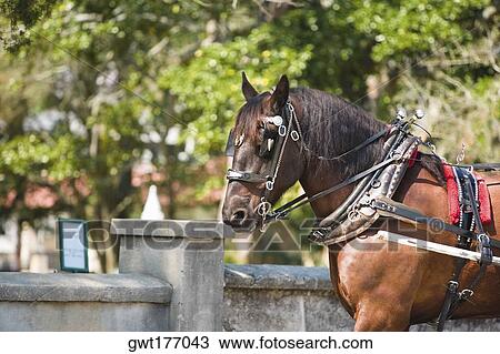 Horse in front of a wall, St. Augustine, Florida, USA View Large Photo Image Stock Image - Horse in front of a wall, St. Augustine, Florida, USA. Fotosearch