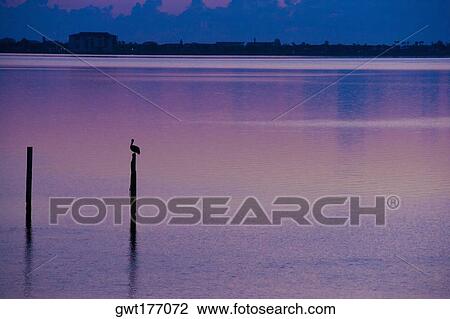 Silhouette of a bird perching on a wooden post in the sea, St. Augustine Beach, Florida, USA View Large Photo Image Stock Image - Silhouette of a bird perching on a wooden post in the sea, St. Augustine Beach, Florida, USA. Fotosearch