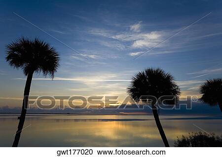 Silhouette of palm trees at dusk, St. Augustine Beach, Florida, USA View Large Photo Image Stock Image - Silhouette of palm trees at dusk, St. Augustine Beach, Florida, USA. Fotosearch
