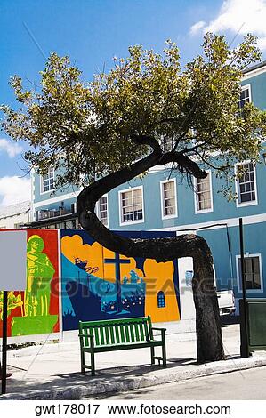 Bench under a tree, Bay Street, Nassau, Bahamas View Large Photo Image Stock Photo - Bench under a tree, Bay Street, Nassau, Bahamas. Fotosearch