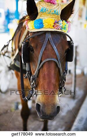 Close-up of a horse, Nassau, Bahamas View Large Photo Image Stock Photo - Close-up of a horse, Nassau, Bahamas. Fotosearch