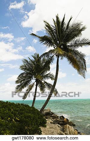 Stock Image - Palm trees on the beach, Cable Beach, Nassau, Bahamas. Fotosearch