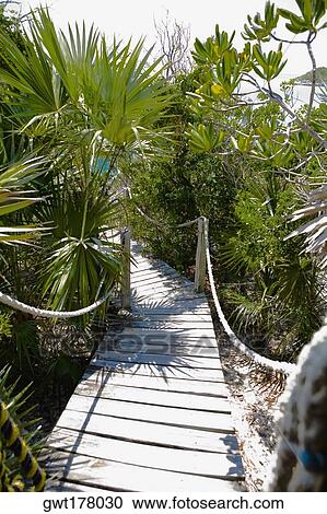 Stock Image - Plants along a boardwalk, Exuma, Bahamas. Fotosearch