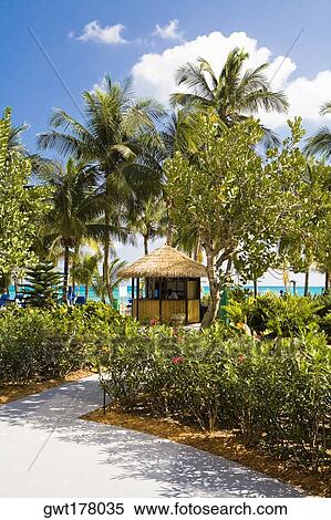 Trees around a beach hut, Cable Beach, Nassau, Bahamas View Large Photo Image Stock Photography - Trees around a beach hut, Cable Beach, Nassau, Bahamas. Fotosearch