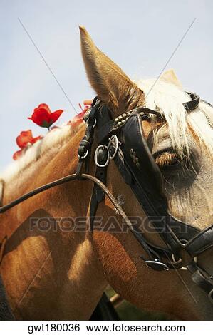 Close-up of a horse, Charleston, South Carolina, USA View Large Photo Image Stock Photograph - Close-up of a horse, Charleston, South Carolina, USA. Fotosearch
