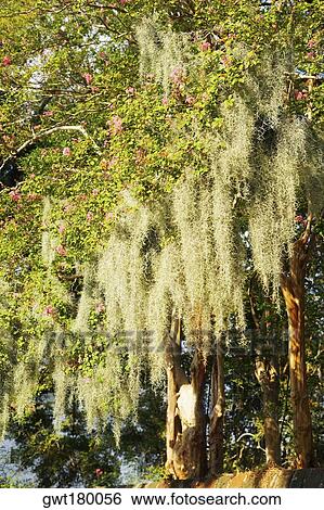 Flowers on branches of a tree, Charleston, South Carolina, USA View Large Photo Image Stock Photograph - Flowers on branches of a tree, Charleston, South Carolina, USA. Fotosearch