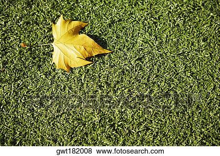 Close-up of a fallen leaf on grass View Large Photo Image Stock Photo - Close-up of a fallen leaf on grass. Fotosearch