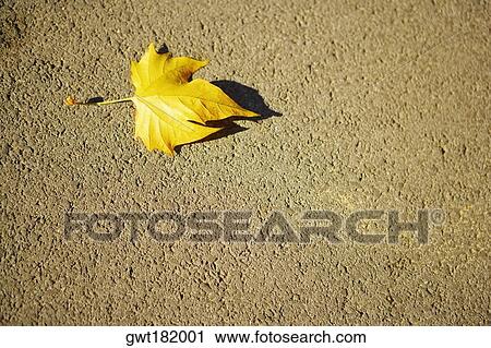 Close-up of a fallen leaf View Large Photo Image Stock Image - Close-up of a fallen leaf. Fotosearch