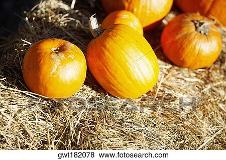 Close-up of pumpkins on grass, New York City, New York State, USA View Large Photo Image Stock Photo - Close-up of pumpkins on grass, New York City, New York State, USA. Fotosearch