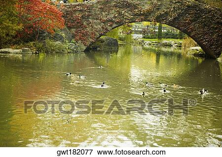 Flock of ducks swimming in water, Central Park, Manhattan, New York City, New York State, USA View Large Photo Image Stock Photo - Flock of ducks swimming in water, Central Park, Manhattan, New York City, New York State, USA. Fotosearch