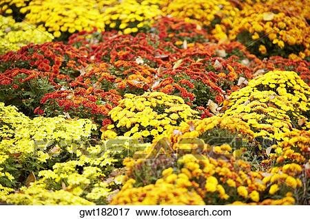 Flowers in a park, Central Park, Manhattan, New York City, New York State, USA View Large Photo Image Stock Photo - Flowers in a park, Central Park, Manhattan, New York City, New York State, USA. Fotosearch