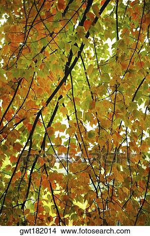 Low angle view of branches of a tree View Large Photo Image Picture - Low angle view of branches of a tree. Fotosearch