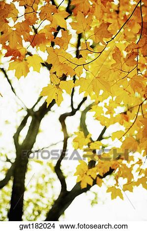 Low angle view of branches of a tree, Central Park, Manhattan, New York City, New York State, USA View Large Photo Image Picture - Low angle view of branches of a tree, Central Park, Manhattan, New York City, New York State, USA. Fotosearch