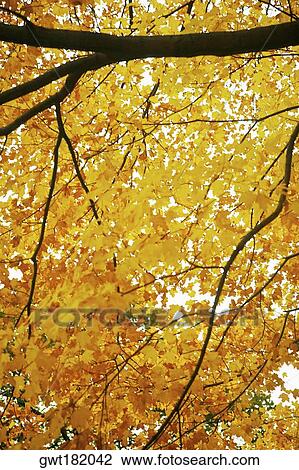 Low angle view of branches of a tree View Large Photo Image Stock Image - Low angle view of branches of a tree. Fotosearch
