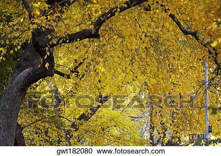 Low angle view of trees, Central Park, Manhattan, New York City, New York State, USA View Large Photo Image Stock Image - Low angle view of trees, Central Park, Manhattan, New York City, New York State, USA. Fotosearch
