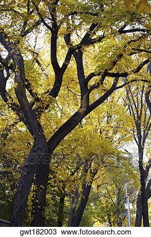 Low angle view of trees in a park, Central Park, Manhattan, New York City, New York State, USA View Large Photo Image Stock Image - Low angle view of trees in a park, Central Park, Manhattan, New York City, New York State, USA. Fotosearch