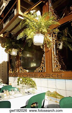 Potted plant hanging over a table in a restaurant, New York City, New York State, USA View Large Photo Image Stock Photograph - Potted plant hanging over a table in a restaurant, New York City, New York State, USA. Fotosearch