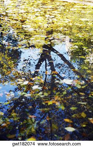 Reflection of a tree in water View Large Photo Image Picture - Reflection of a tree in water. Fotosearch