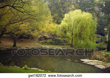 Reflection of trees in water, Central Park, Manhattan, New York City, New York State, USA View Large Photo Image Stock Image - Reflection of trees in water, Central Park, Manhattan, New York City, New York State, USA. Fotosearch