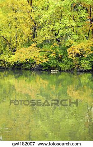 Reflection of trees in water, Central Park, Manhattan, New York City, New York State, USA View Large Photo Image Stock Photo - Reflection of trees in water, Central Park, Manhattan, New York City, New York State, USA. Fotosearch