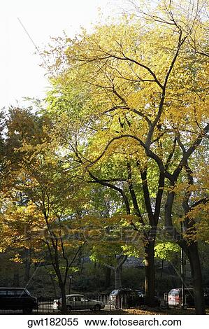 Traffic on a road, Central Park, Manhattan, New York City, New York State, USA View Large Photo Image Stock Photography - Traffic on a road, Central Park, Manhattan, New York City, New York State, USA. Fotosearch
