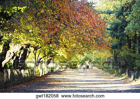 Trees along a road, Central Park, Manhattan, New York City, New York State, USA View Large Photo Image Stock Photo - Trees along a road, Central Park, Manhattan, New York City, New York State, USA. Fotosearch