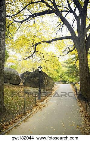 Trees in a park, Central Park, Manhattan, New York City, New York State, USA View Large Photo Image Picture - Trees in a park, Central Park, Manhattan, New York City, New York State, USA. Fotosearch
