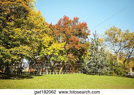 Trees in a park, Central Park, Manhattan, New York City, New York State, USA View Large Photo Image Stock Image - Trees in a park, Central Park, Manhattan, New York City, New York State, USA. Fotosearch
