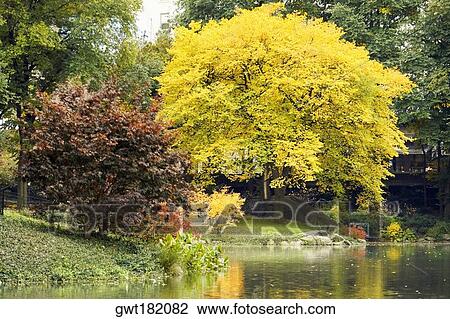Trees in a park, Central Park, Manhattan, New York City, New York State, USA View Large Photo Image Stock Image - Trees in a park, Central Park, Manhattan, New York City, New York State, USA. Fotosearch