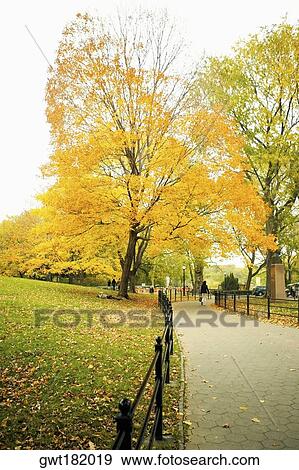 Trees in a park, Central Park, Manhattan, New York City, New York State, USA View Large Photo Image Stock Photo - Trees in a park, Central Park, Manhattan, New York City, New York State, USA. Fotosearch