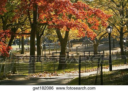 Trees in a park, Central Park, Manhattan, New York City, New York State, USA View Large Photo Image Stock Photograph - Trees in a park, Central Park, Manhattan, New York City, New York State, USA. Fotosearch