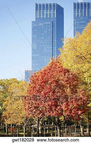 Trees in front of skyscrapers, Central Park, Manhattan, New York City, New York State, USA View Large Photo Image Stock Photo - Trees in front of skyscrapers, Central Park, Manhattan, New York City, New York State, USA. Fotosearch
