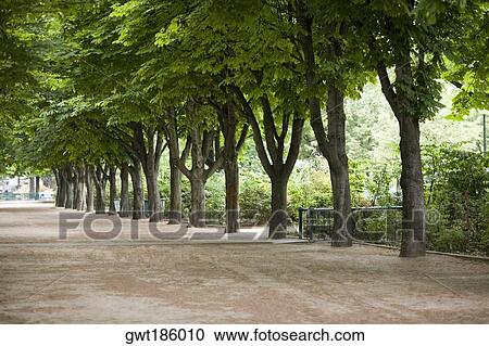 Stock Image - Trees along a road, Paris, France. Fotosearch