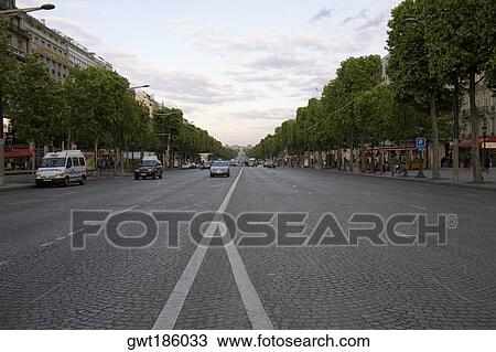 Trees along a road, Paris, France View Large Photo Image Stock Image - Trees along a road, Paris, France. Fotosearch