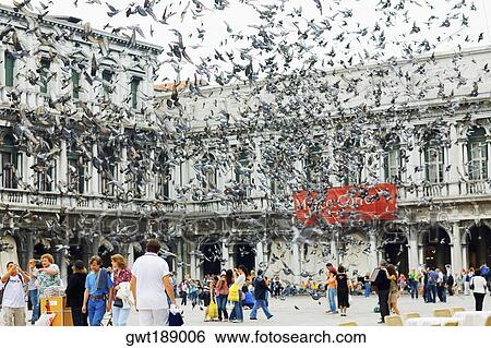 Pigeons flying in front of a building, St. Mark's Square, Venice, Italy View Large Photo Image Stock Photograph - Pigeons flying in front of a building, St. Mark's Square, Venice, Italy. Fotosearch