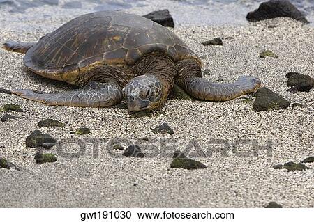 Close-up of a tortoise on the beach, Puuhonua O Honaunau National Historical Park, Kona Coast, Big Island, Hawaii Islands, USA View Large Photo Image Stock Image - Close-up of a tortoise on the beach, Puuhonua O Honaunau National Historical Park, Kona Coast, Big Island, Hawaii Islands, USA. Fotosearch
