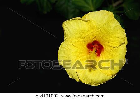 Close-up of a yellow flower View Large Photo Image Stock Image - Close-up of a yellow flower. Fotosearch