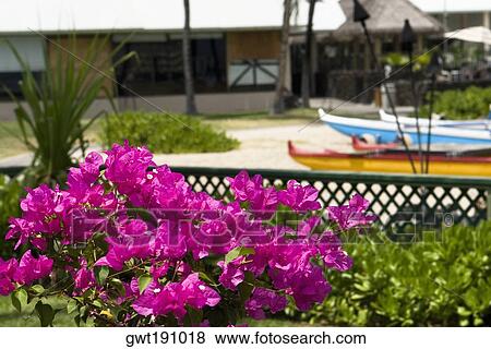 Close-up of flowers, Kona, Big Island, Hawaii Islands, USA View Large Photo Image Stock Photo - Close-up of flowers, Kona, Big Island, Hawaii Islands, USA. Fotosearch