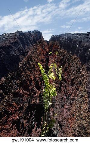 Growth of plants in dried lava cracks, Kalapana, Big Island, Hawaii Islands, USA View Large Photo Image Picture - Growth of plants in dried lava cracks, Kalapana, Big Island, Hawaii Islands, USA. Fotosearch