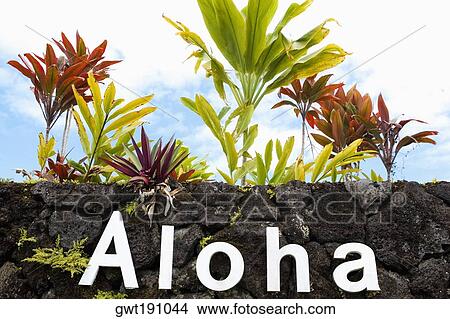 Low angle view of plants growing on a stone wall, Hilo, Big Island, Hawaii Islands, USA View Large Photo Image Picture - Low angle view of plants growing on a stone wall, Hilo, Big Island, Hawaii Islands, USA. Fotosearch