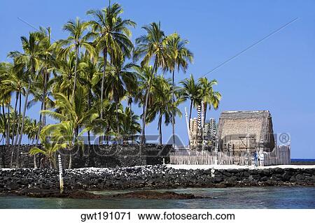 Palm trees in front of a building, Puuhonua O Honaunau National Historical Park, Kona Coast, Big Island, Hawaii Islands, USA View Large Photo Image Stock Image - Palm trees in front of a building, Puuhonua O Honaunau National Historical Park, Kona Coast, Big Island, Hawaii Islands, USA. Fotosearch