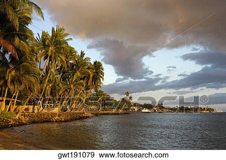 Stock Photo - Palm trees on the beach, Lahaina, Maui, Hawaii Islands, USA. Fotosearch