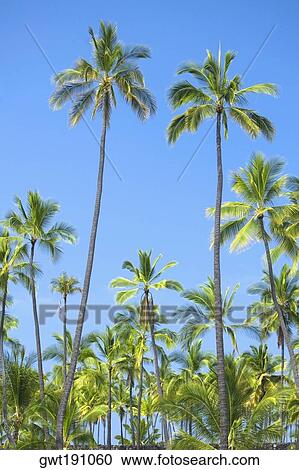 Stock Image - Palm trees on the beach, Puuhonua O Honaunau National Historical Park, Kona Coast, Big Island, Hawaii Islands, USA. Fotosearch