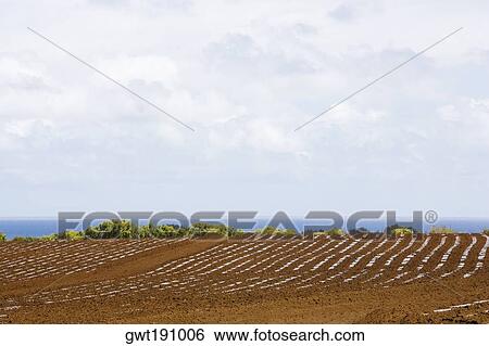 Stock Photograph - Ploughed field at the seaside, Twin Falls, Maui, Hawaii Islands, USA. Fotosearch