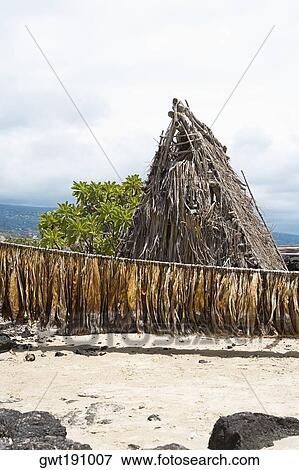 Stock Photo - Tobacco leaves drying in front of a hut, Kona, Big Island, Hawaii Islands, USA. Fotosearch