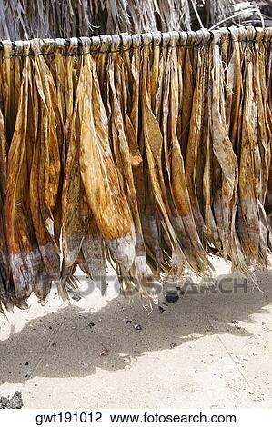 Tobacco leaves drying, Kona, Big Island, Hawaii Islands, USA View Large Photo Image Stock Image - Tobacco leaves drying, Kona, Big Island, Hawaii Islands, USA. Fotosearch