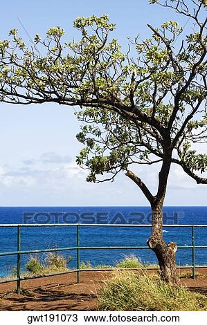 Tree on the beach, Hookipa Beach, Maui, Hawaii Islands, USA View Large Photo Image Stock Image - Tree on the beach, Hookipa Beach, Maui, Hawaii Islands, USA. Fotosearch