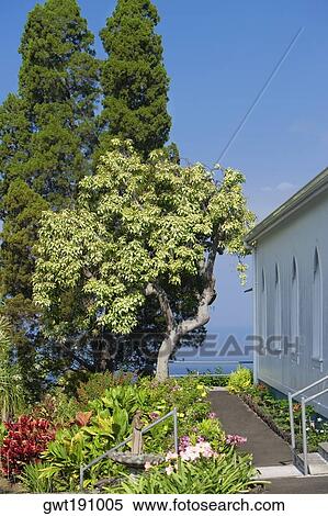 Trees and flowers near a church, St. Benedict's Catholic Church, Honaunau, Hawaii Islands, USA View Large Photo Image Stock Photography - Trees and flowers near a church, St. Benedict's Catholic Church, Honaunau, Hawaii Islands, USA. Fotosearch